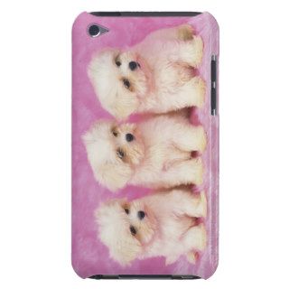 Maltese Dog; is a small breed of white dog that Barely There iPod Cases
