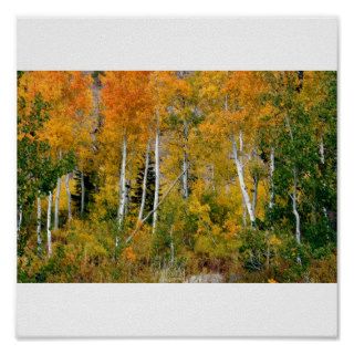 Aspens in the Fall Posters