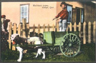 One dog cart Habitant child driving Gaspe PQ postcard 191? Entertainment Collectibles