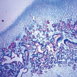 Mammal Fibrocartilage, sec. 10 µm Luxol Fast Blue Microscope Slide