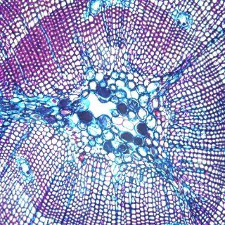 Pine Older Stem, c.s., 12 µm Microscope Slide