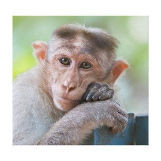 A rhesus monkey rests its head on its hands gallery wrapped canvas