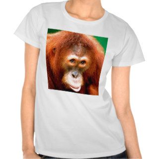 Orangutan Being Coy Sumartran Shirts