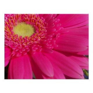 Pink Gerber Daisy Posters
