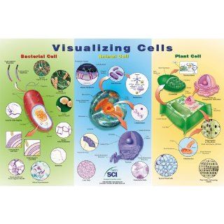 Visualizing Cells Chart