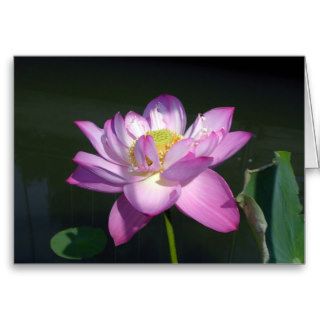 Pink Lotus Flower Greeting Cards