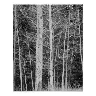 Trees in forest during winter posters