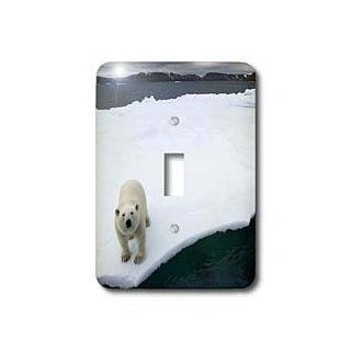 3dRose LLC lsp_82441_1 Norway Svalbard Polar Bear Iceberg Eu21 Pso0322 Paul Souders Single Toggle Switch   Switch Plates  