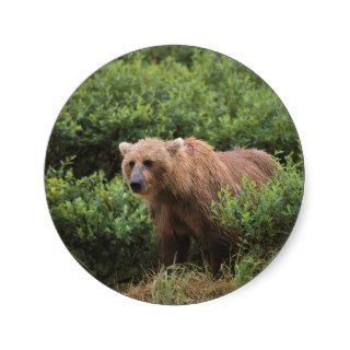 Bear Wet Wild Brown Alaska Sticker