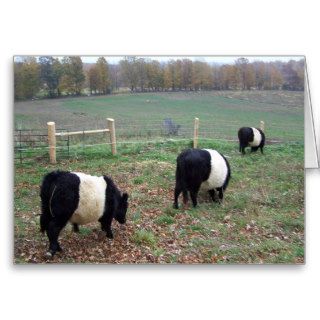 Beltie Cow Herd Along a Trail Greeting Cards