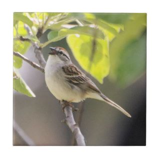 Chipping Sparrow Ceramic Tile