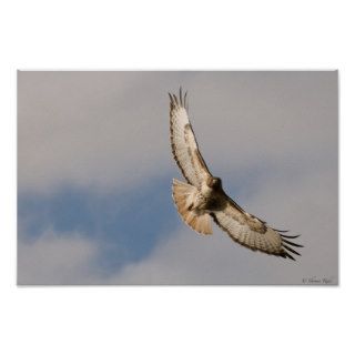 A Red Tailed Hawk flying Poster