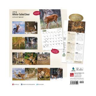 White Tailed Deer 2014 18 Month Calendar (Multilingual Edition) Browntrout Publishers 9781465013224 Books