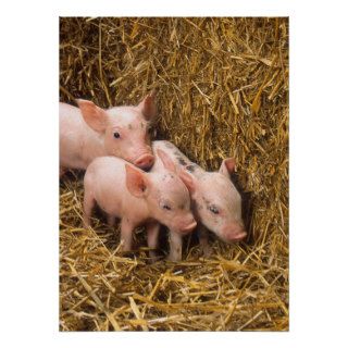Cute Pigs Poster