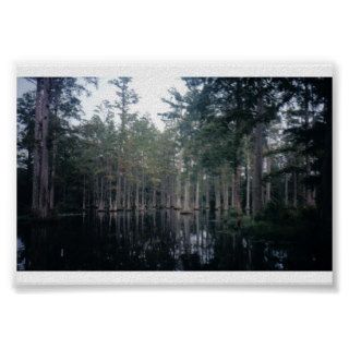 Cypress Swamp in Charleston, SC Poster