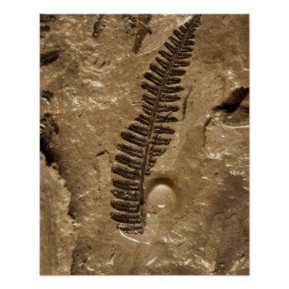 Fossil fern found in the Vermillion Grove Coal Min Posters