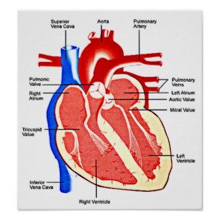 Heart Diagram Posters