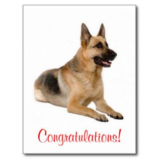 Congratulations German Shepherd Puppy Dog Postcard