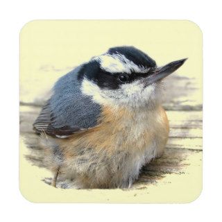 Red breasted Nuthatch Beverage Coasters