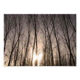 trees photographic print