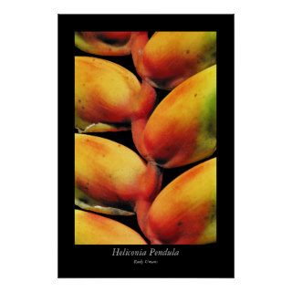 Heliconia Pendula Posters