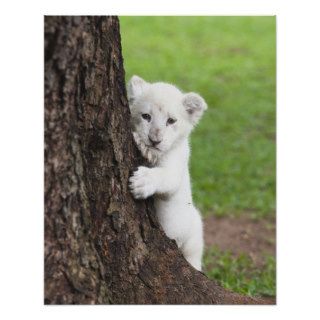White lion cub hiding behind a tree. posters