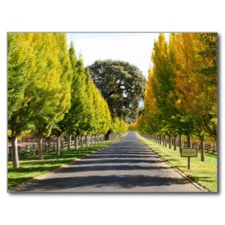 Far Niente Vineyard Entrance Post Card