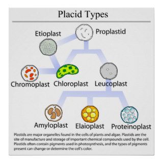 Diagram of Different Plastid Types Photosynthesis Poster