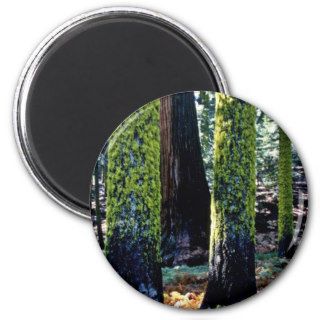 Giant Trees   Sequoia National Forest Refrigerator Magnet