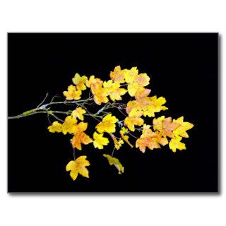 Autumn maple branch with yellow leaves postcard