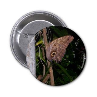Owl Eye Moth Button