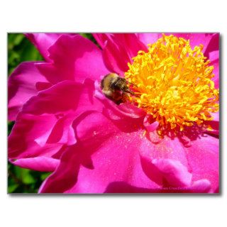 Bumblebee and Peony Post Cards