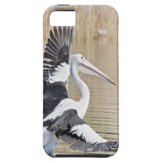 Pele Australian Pelican fly to freedom and peace iPhone 5 Cases