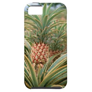 Pineapple Field iPhone 5 Cases