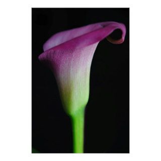 Pink Calla Lily Profile Print