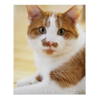 orange and white cat looking at camera poster