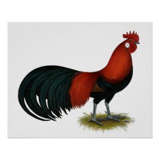 Phoenix  BB Red Rooster Print