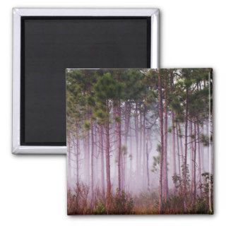 Mist among pine trees at sunrise, Everglades Fridge Magnet