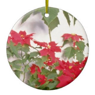Euphorbia Pulcherrima (Poinsettia) flowers Christmas Tree Ornaments