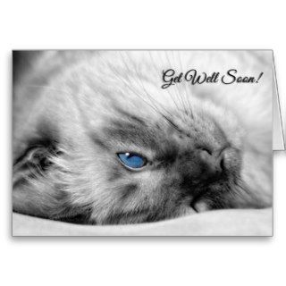 Get Well Wishes Siamese Cat Greeting Card