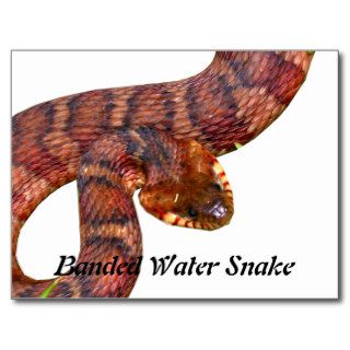 Banded Water Snake Post Cards
