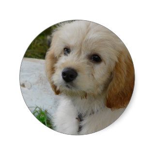 Puppy Love   Cute MaltiPoo Dog Photo Round Sticker