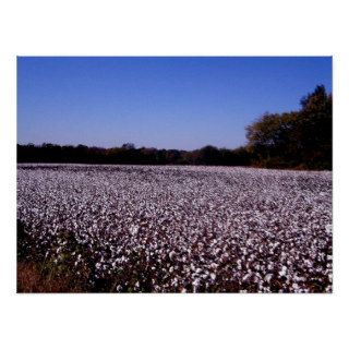 Cotton Field   Murfreesboro, Tennessee Print