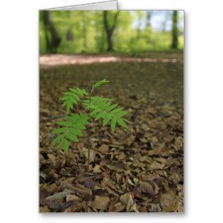 A young sapling Rowan tree starts life in a Card