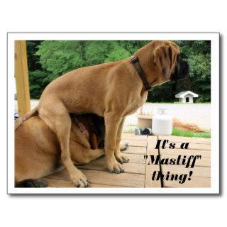 It's A "Mastiff" thing (English Mastiff) postcard