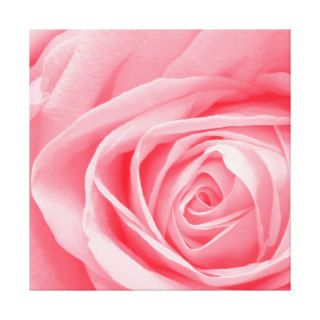 Pale pink rose close up gallery wrapped canvas