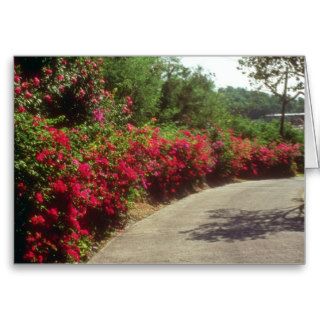White Bougainvillea along road in St. Thomas flowe Greeting Cards