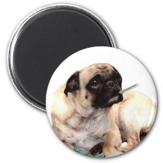 Sick pug with thermometer magnet round