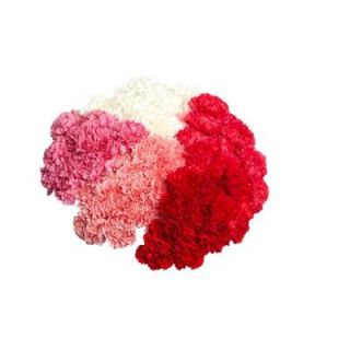 200 Stems Carnation Flowers for Valentines Day 200 mothers day carnations vd