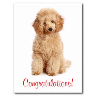 Congratulations Apricot Poodle Puppy Dog Postcard